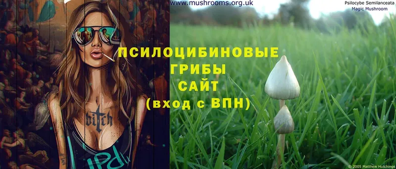 Псилоцибиновые грибы Psilocybe  купить закладку  Иннополис 